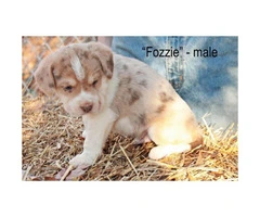 Siberian husky beagle mix puppies for adoption - 2