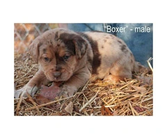 Siberian husky beagle mix puppies for adoption - 3