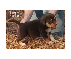 Siberian husky beagle mix puppies for adoption - 5
