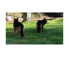 3 German Shepherd puppies for sale - 4