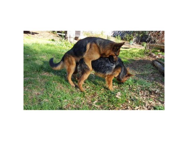 36 HQ Photos German Shepherd Puppies For Sale In Texas - Heritage Hills Ranch - German Shepherd Puppies For Sale In ...