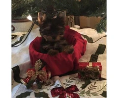 Teacup Yorkshire Terrier  3 months old $2500 - 3