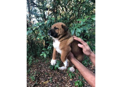 3 chowkita puppies availables