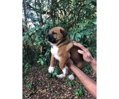 3 chowkita puppies availables