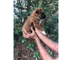 3 chowkita puppies availables - 2