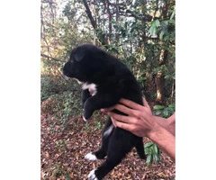 3 chowkita puppies availables - 6