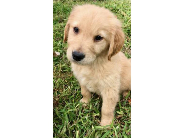 45 Best Photos Cream Golden Retriever Puppies Florida : Angel | Golden Retriever - English Cream Puppy For Sale ...