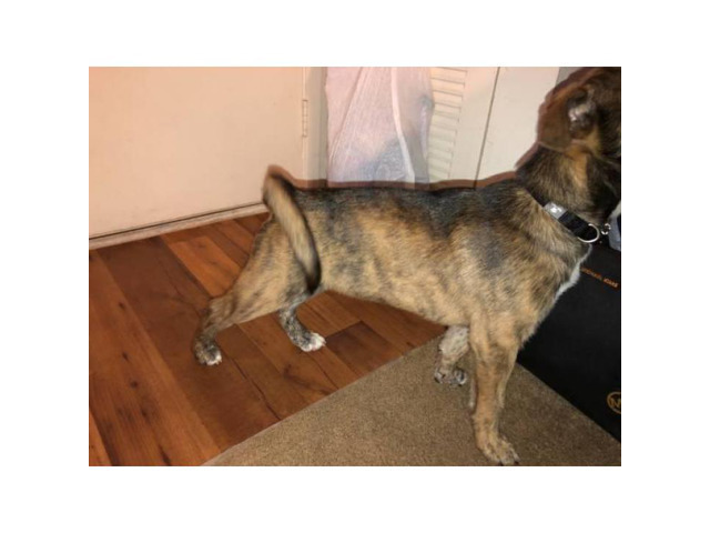 Beautiful husky/pitbull mix puppy 3 months old Orlando Puppies for