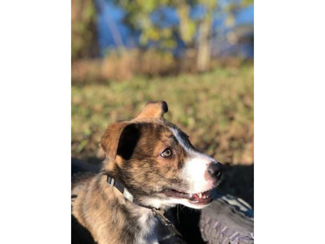 Beautiful husky/pitbull mix puppy 3 months old in Orlando ...