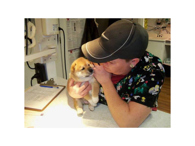 Shiba Inu Established Breeder 6000 In Post Falls Idaho