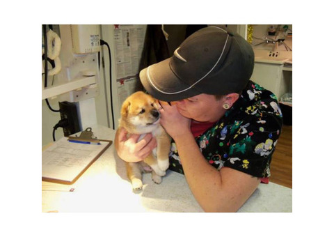 Shiba Inu Established Breeder $6000