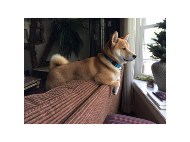 Shiba Inu Established Breeder $6000 in Post Falls, Idaho ...