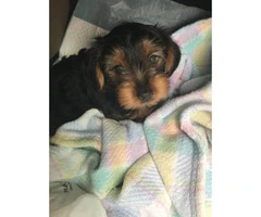 4-5 months old Yorkie puppy $900