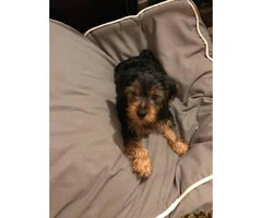 4-5 months old Yorkie puppy $900 - 2