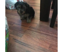 4-5 months old Yorkie puppy $900 - 4