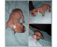 Ukc American bully ONLY 6 OF 7 LEFT - 6