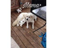 Purebred Great Pyrenees puppies ready now - 2