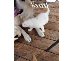 Purebred Great Pyrenees puppies ready now - 4