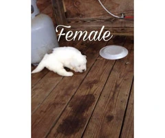 Purebred Great Pyrenees puppies ready now - 5