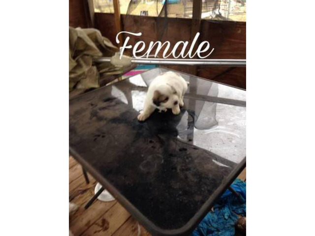 Purebred Great Pyrenees puppies ready now in Mobile ...