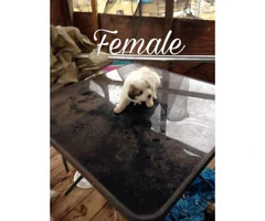 Purebred Great Pyrenees puppies ready now - 6