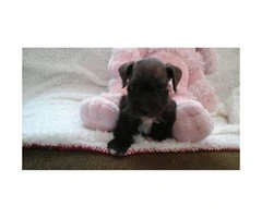 Cutest Schrorkie pups $500