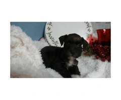 Cutest Schrorkie pups $500 - 2