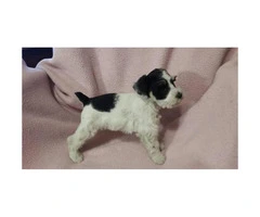 2 months Miniature Schnauzer puppy - 2