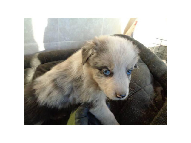 REGISTERED Australian Shepherd Puppies Albuquerque - Puppies for Sale ...