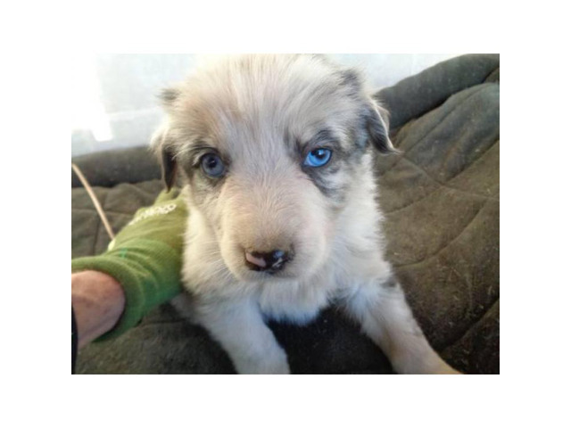 Puppies For Sale In Albuquerque >> REGISTERED Australian Shepherd Puppies in Albuquerque, New Mexico - Puppies for Sale Near Me Puppies For Sale In Albuquerque >> REGISTERED Australian Shepherd Puppies in Albuquerque, New Mexico - Puppies for Sale Near Me