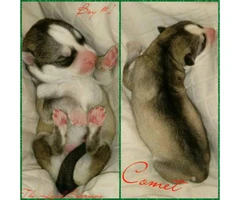 Siberian Husky puppies Only 3 are available - 1
