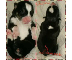 Siberian Husky puppies Only 3 are available - 2