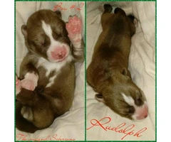 Siberian Husky puppies Only 3 are available - 3