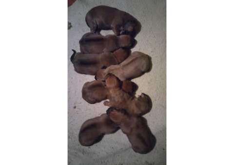 7 weeks old Purebred Rhodesian Ridgeback Puppies Available