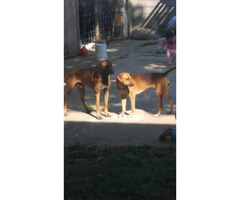 7 weeks old Purebred Rhodesian Ridgeback Puppies Available ...