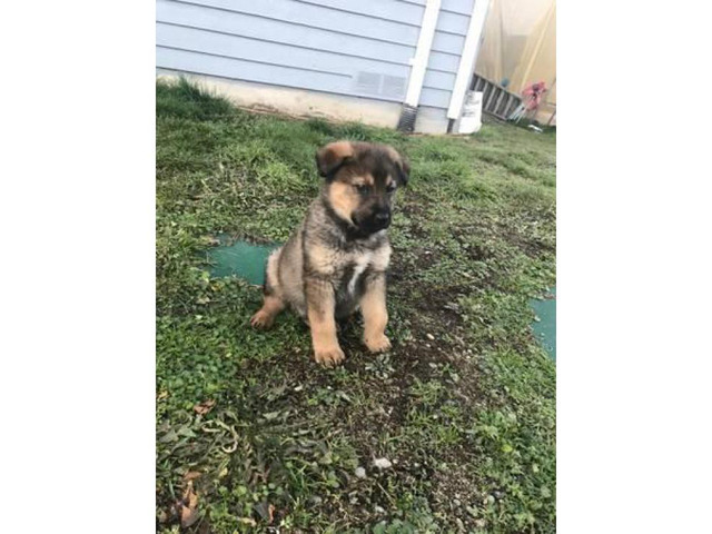 Pure bred German Shepherd working line Seattle - Puppies for Sale Near Me