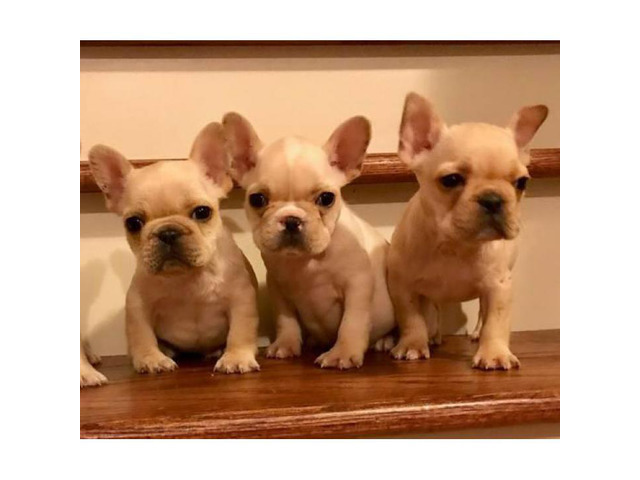 AKC Cream French Bulldog Puppies Available 2600 in