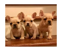 AKC Cream French Bulldog Puppies Available $2600