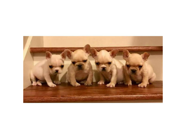 AKC Cream French Bulldog Puppies Available $2600 in ...