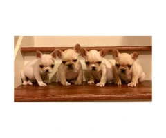 AKC Cream French Bulldog Puppies Available $2600 - 2