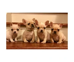 AKC Cream French Bulldog Puppies Available $2600 - 3