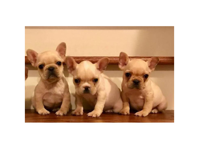 AKC Cream French Bulldog Puppies Available 2600 in