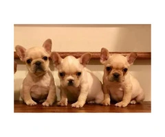 AKC Cream French Bulldog Puppies Available $2600 - 4