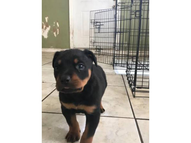 Akc German Rottweiler puppies 2 Males 1 female in ...