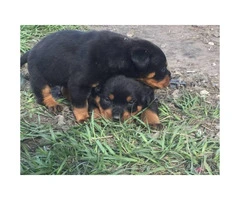 Akc German Rottweiler puppies  2 Males  1 female - 3