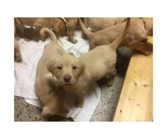 3 males yellow lab puppies with pink noses