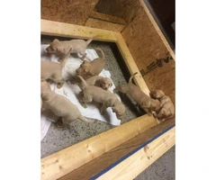 3 males yellow lab puppies with pink noses - 3