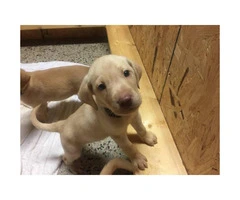 3 males yellow lab puppies with pink noses - 5