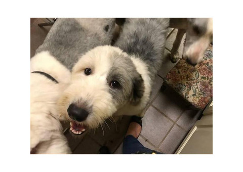 Old English Sheepdog puppies with health certificates, and UTD on all vaccines.