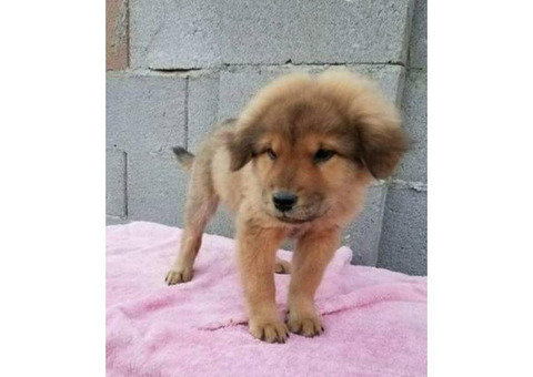 9 weeks old Chow chow Female puppy